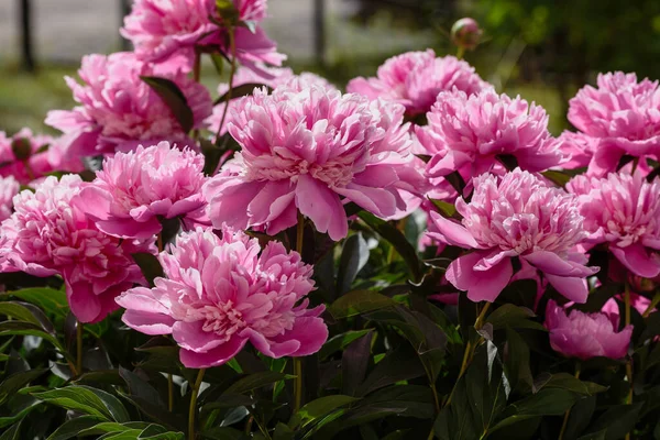 Красивые Розовые Пионы Саду — стоковое фото