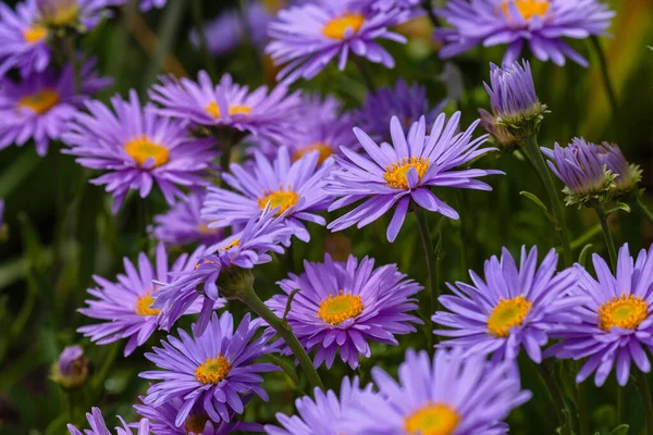Alp Aster (Aster alpinus). Mor çiçekli dekoratif bahçe bitkileri. Kaya bahçesi için çok güzel bitkiler..