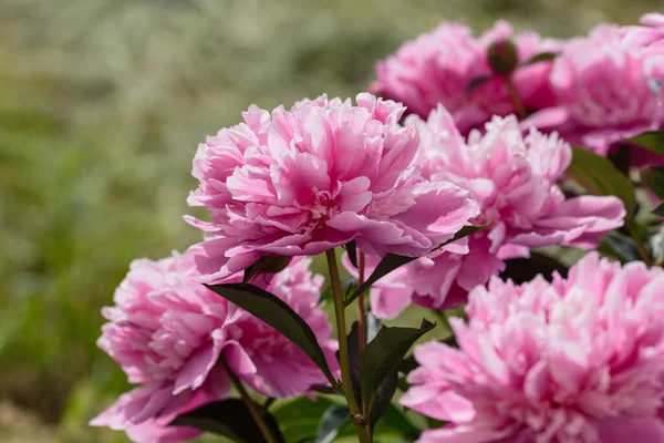 Belle Peonie Rosa Giardino — Foto Stock