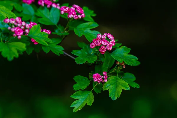 Хоторн Розовыми Цветами Цветущими Саду — стоковое фото