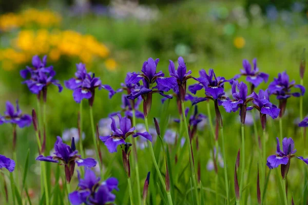 Fiori Viola Iride Siberiana Background Naturale Iris Sibirica Nel Giardino — Foto Stock