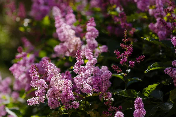 Şırınga. İlkbaharda açan leylak dalları. Çiçek açan leylak. Bahar arkaplanı.