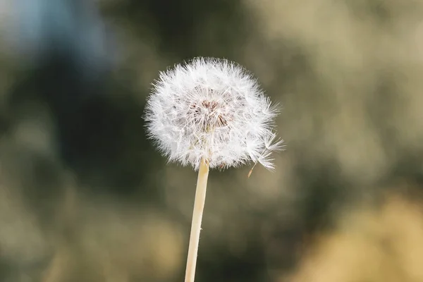 Arrière Plan Avec Pissenlit Taraxacum Boule Souffle — Photo