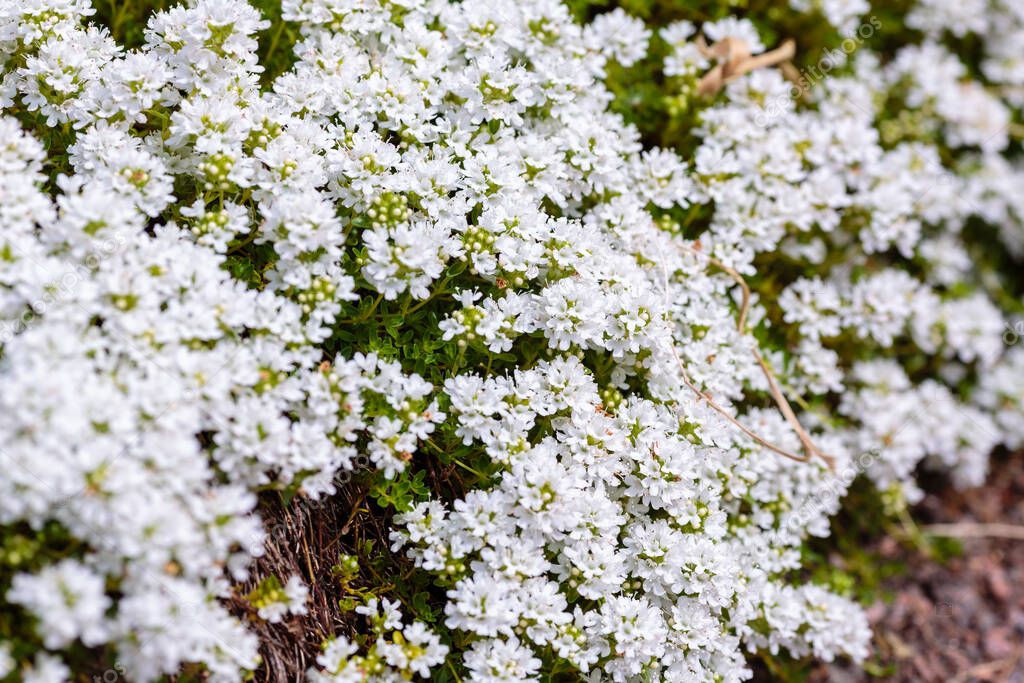Blooming breckland thyme (Thymus serpyllum). Closeup of white flowers of wild thyme on stone as a background. 