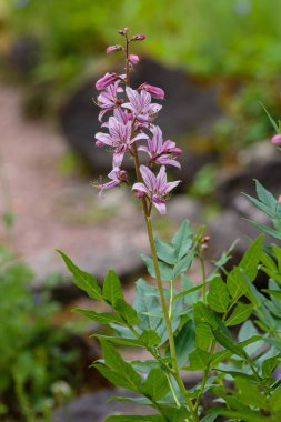 Dictamnus albus, Musa 'nın çalısı, yanan çalılık bahçede.