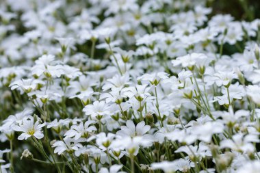Bahçedeki beyaz Cerastium Biebersteinii çiçekleri