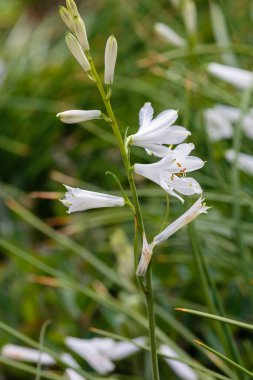 Bahar bahçesinde beyaz çiçek (cennet zambağı). Cennet zambağı, kuşkonmaz familyasından Avrupa 'da yetişen bir bitki cinsidir.