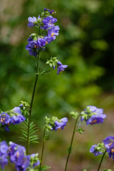 Polemonium Coeruleum Beautiful Flowers Garden — Stock Photo, Image