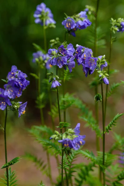 Polemonium Coeruleum Όμορφα Λουλούδια Στον Κήπο — Φωτογραφία Αρχείου