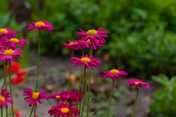 Красивые Красные Цветы Саду Pyrethrum Coccineum Chrysanthemum Coccineum — стоковое фото