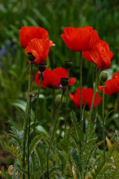 赤いケシの花が畑に咲いてる 銅製オリエンタル — ストック写真