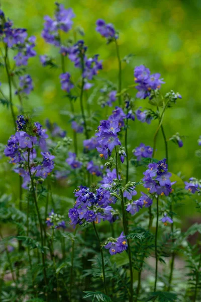 Polemonium Coeruleum Krásné Květiny Zahradě — Stock fotografie