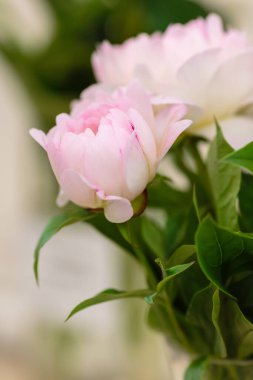 Hassas şakayık çiçekleri şenlikli arka plan, pastel ve yumuşak buket çiçekli kart