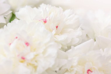 Hassas şakayık çiçekleri şenlikli arka plan, pastel ve yumuşak buket çiçekli kart