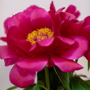 Hassas şakayık çiçekli şenlik arka planı