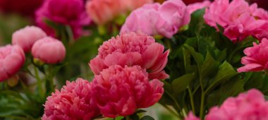 Hassas şakayık çiçekleri şenlikli arka plan, pastel ve yumuşak buket çiçekli kart