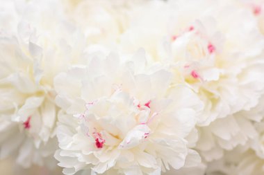 Hassas şakayık çiçekleri şenlikli arka plan, pastel ve yumuşak buket çiçekli kart