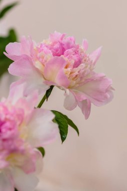 Hassas pembe şakayık çiçekleri şenlikli arka plan, pastel ve yumuşak buket çiçekli kart