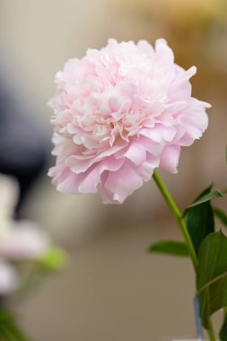 Hassas şakayık çiçekli, şenlikli arka plan, pastel ve yumuşak buket çiçekli kart