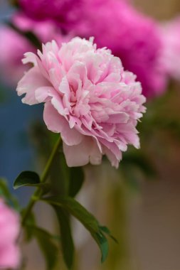 Hassas şakayık çiçekli, şenlikli arka plan, pastel ve yumuşak buket çiçekli kart