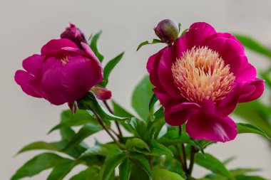 Hassas şakayık çiçekleri şenlikli arka plan, pastel ve yumuşak buket çiçekli kart