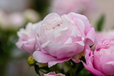 Hassas pembe şakayık çiçekleri şenlikli arka plan, pastel ve yumuşak buket çiçekli kart