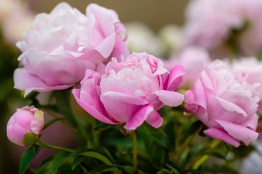 Hassas pembe şakayık çiçekleri şenlikli arka plan, pastel ve yumuşak buket çiçekli kart