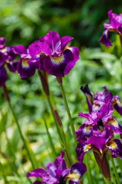 Bahçede mor sakallı irisler