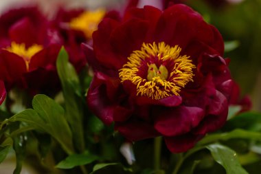 Hassas şakayık çiçekleri şenlikli arka plan, pastel ve yumuşak buket çiçekli kart