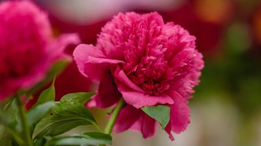 Hassas pembe şakayık çiçekleri şenlikli arka plan, pastel ve yumuşak buket çiçekli kart