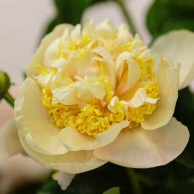 Hassas şakayık çiçekleri, yakın plan