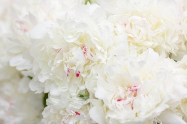 Hassas şakayık çiçekleri şenlikli arka plan, pastel ve yumuşak buket çiçekli kart