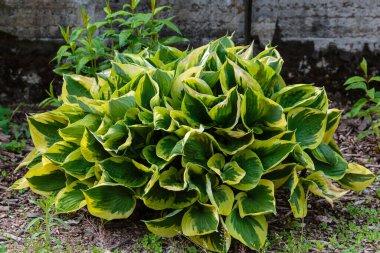 Hosta (lat. Hosta) bahçede. Hosta - Yeşiller familyasının uzun ömürlü bitki cinsi. Güzel yeşil yapraklar süs bitkisi hosta.