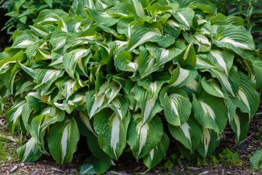 Hosta (lat. Hosta) bahçede. Hosta - Yeşiller familyasının uzun ömürlü bitki cinsi. Güzel yeşil yapraklar süs bitkisi hosta.