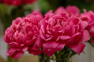 Hassas şakayık çiçekleri şenlikli arka plan, pastel ve yumuşak buket çiçekli kart