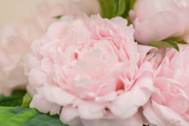 Hassas pembe şakayık çiçekleri şenlikli arka plan, pastel ve yumuşak buket çiçekli kart