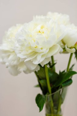 Hassas şakayık çiçekleri şenlikli arka plan, pastel ve yumuşak buket çiçekli kart