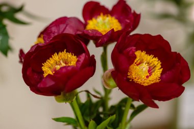 Hassas şakayık çiçekleri şenlikli arka plan, pastel ve yumuşak buket çiçekli kart