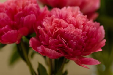 Hassas şakayık çiçekleri şenlikli arka plan, pastel ve yumuşak buket çiçekli kart