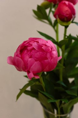 Hassas şakayık çiçekleri, yakın plan