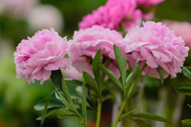 Hassas şakayık çiçekleri şenlikli arka plan, pastel ve yumuşak buket çiçekli kart