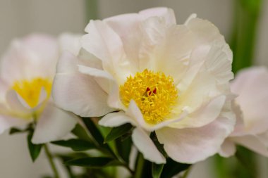 Hassas şakayık çiçekleri, yakın plan