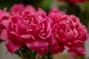 Hassas şakayık çiçekleri şenlikli arka plan, pastel ve yumuşak buket çiçekli kart