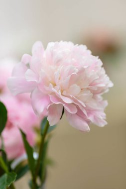 Hassas şakayık çiçekli, şenlikli arka plan, pastel ve yumuşak buket çiçekli kart