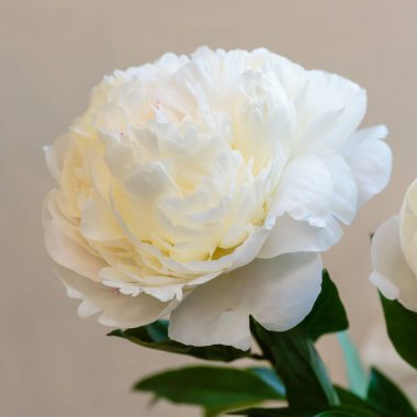 Hassas şakayık çiçekleri, yakın plan