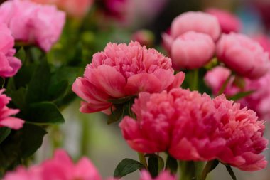 Hassas şakayık çiçekleri şenlikli arka plan, pastel ve yumuşak buket çiçekli kart