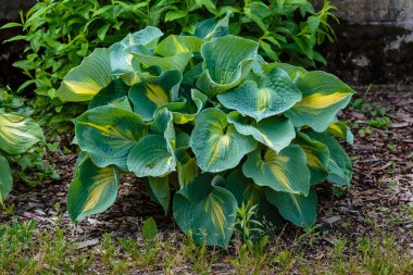 Hosta (lat. Hosta) bahçede. Hosta - Yeşiller familyasının uzun ömürlü bitki cinsi. Güzel yeşil yapraklar süs bitkisi hosta.