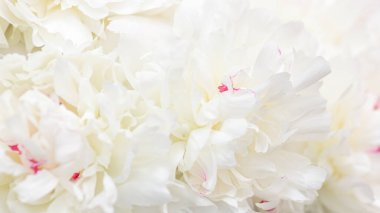 Hassas şakayık çiçekleri şenlikli arka plan, pastel ve yumuşak buket çiçekli kart