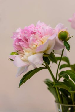 Hassas şakayık çiçekli, şenlikli arka plan, pastel ve yumuşak buket çiçekli kart