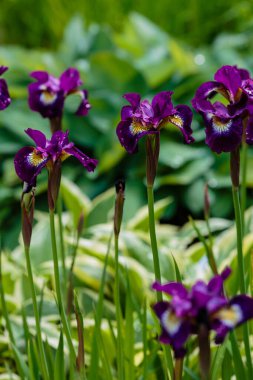 Bahçede mor sakallı irisler